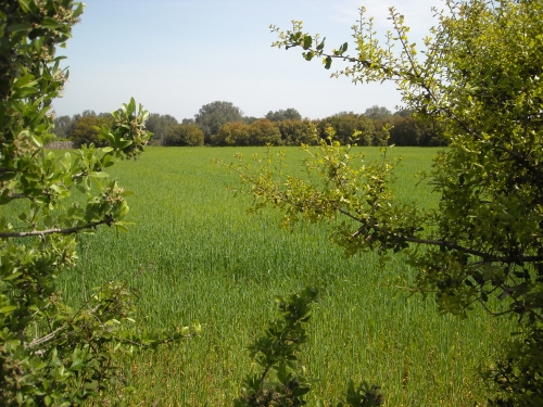 Pellegrino accoglie con soddisfazione il finanziamento definitivo...