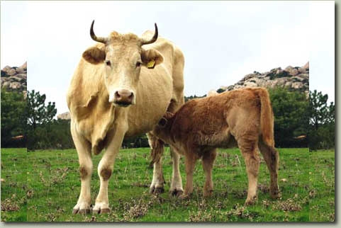 Lecce, mucca inferocita scatena il panico sulla Lecce-San Cataldo.