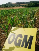 Ogm, le Regioni ribadiscono il no alle coltivazioni transgeniche
