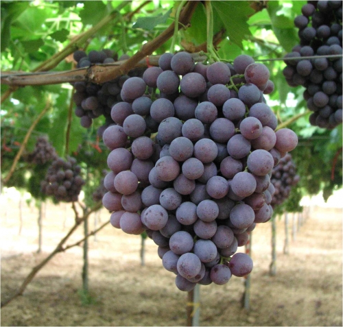 Dall' 8 ottobre l'uva pugliese nei supermercati di tutta Italia