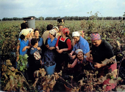 Lavoro occasionale, Vendemmia 2008: convenzione Inps-Inail-Regione