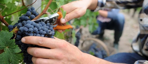 vendemmia