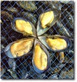 Cozze Taranto. Tavolo tecnico conferma divieto per mitili primo seno...