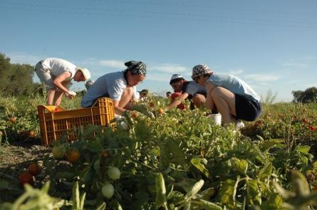 Salento, Bellanova: il lavoro nero nell'agricoltura è drammatico