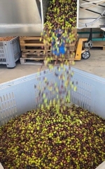 In tre mesi 20mila operai per semine e raccolta delle olive
