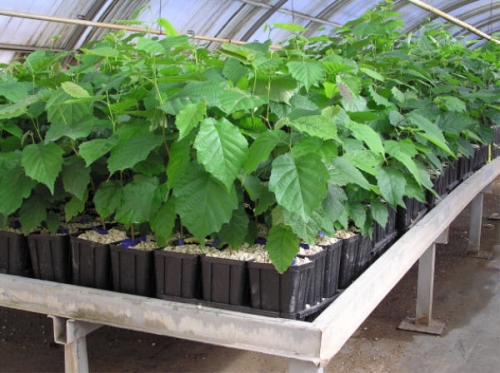 Russo firma a Lecce accordo su tartuficoltura