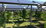 Vinitaly: arriva dalla Puglia la vigna agrivoltaica di comunità