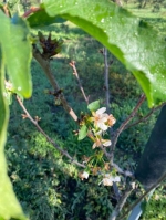 alberi in fiore