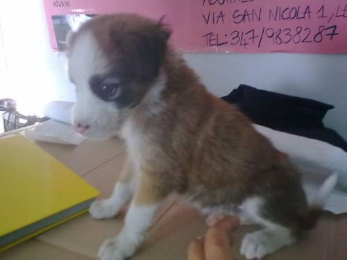 Maltrattamenti animali