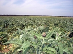 Maltempo, a Brindisi danni ingenti sui carciofi: perso almeno il 70%...