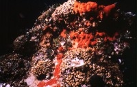 I datteri del mare, un danno irreparabile per il mare