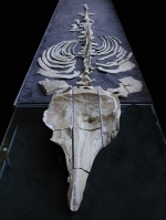 Surbo, Fossili in Mostra