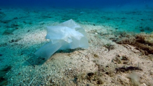 Mediterraneo: protezione giuridica per i coralli