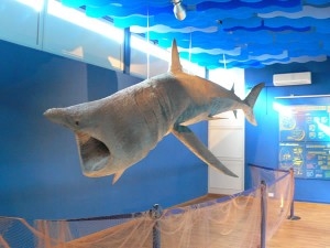 Porto Cesareo, Anno Internazionale della Biodiversità tra Scienza e...