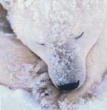 Fasano: un evento eccezionale allo Zoo Safari. Nasce un cucciolo...