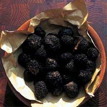 E' foggiano il tartufo nero dell'Umbria