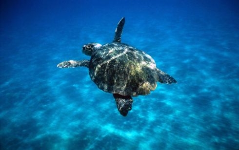 Wwf: salviamo le tartarughe marine, Turtle Day a Molfetta