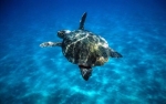 Wwf: salviamo le tartarughe marine, Turtle Day a Molfetta