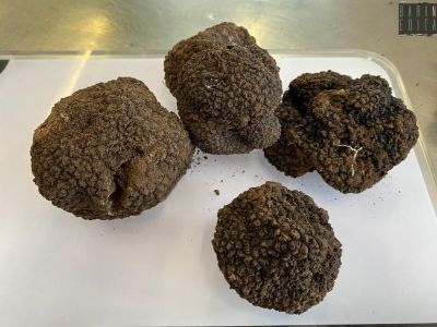 tartufo