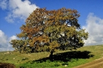 Biodiversità: in Puglia tutte le 10 specie di querce italiane