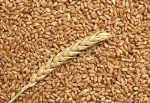 Il grano costa meno, in allarme gli agricoltori pugliesi