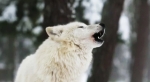 Il lupo, un amore di animale